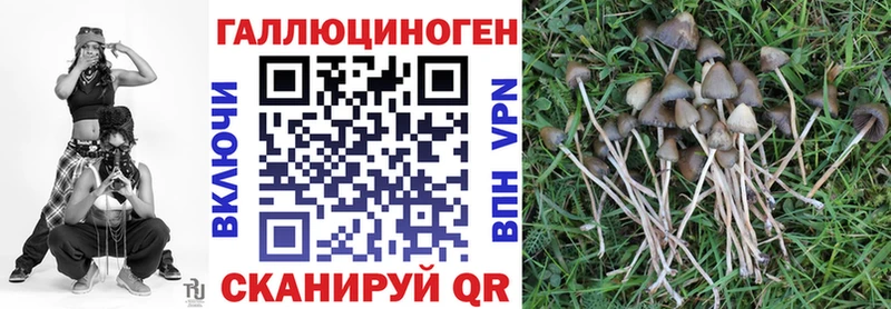 Галлюциногенные грибы Psilocybine cubensis  Купить где  Жуков 